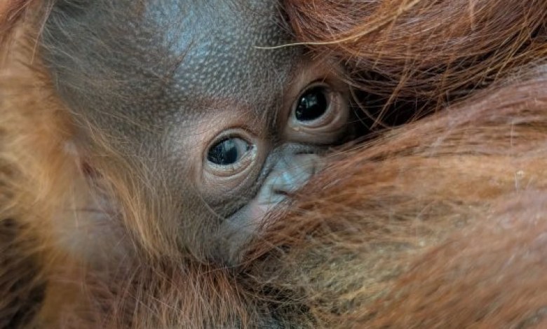 Meet Cameron Park Zoo’s Newest Treasure Meet Cameron Park Zoo’s Newest Treasure