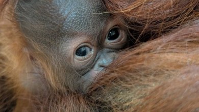 Meet Cameron Park Zoo’s Newest Treasure Meet Cameron Park Zoo’s Newest Treasure
