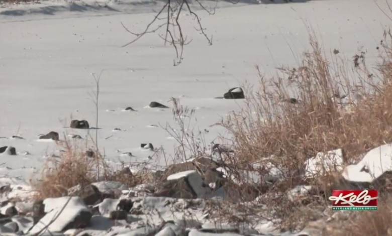 How low will the temps go? How low will the temps go?