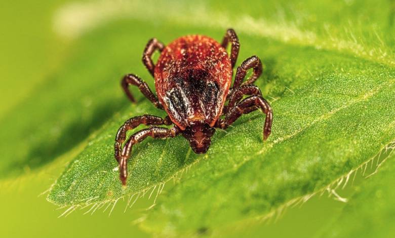NYC at risk for increased pest activity this summer NYC at risk for increased pest activity this summer