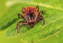 NYC at risk for increased pest activity this summer NYC at risk for increased pest activity this summer
