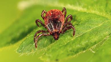 NYC at risk for increased pest activity this summer NYC at risk for increased pest activity this summer