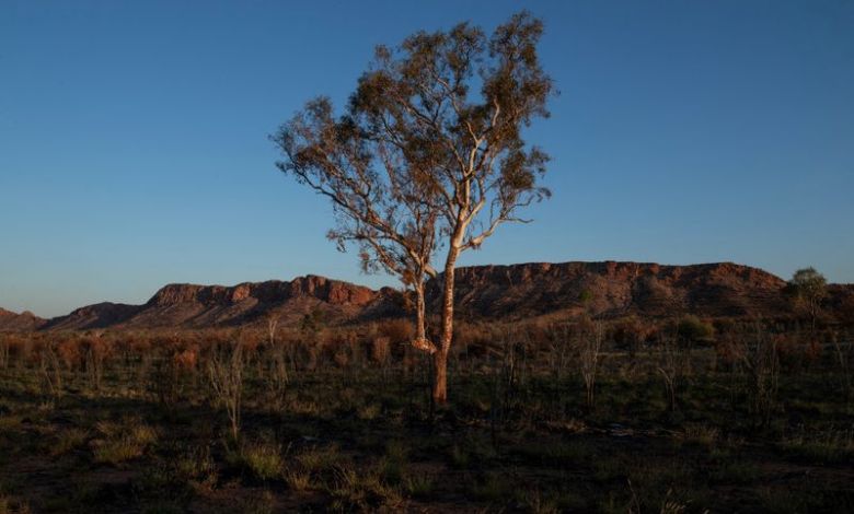 Climate change threatens global plant species as habitats shrink Climate change threatens global plant species as habitats shrink