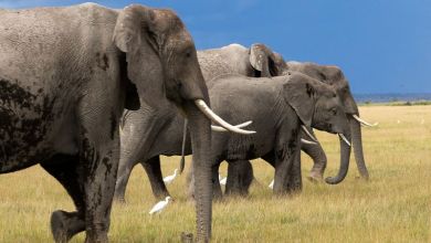 Genetic trouble detected in isolated African elephant populations Genetic trouble detected in isolated African elephant populations