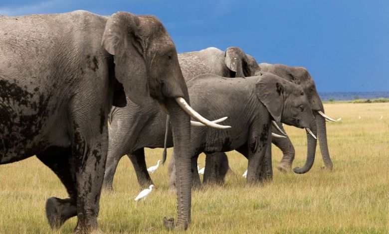 Genetic trouble detected in isolated African elephant populations Genetic trouble detected in isolated African elephant populations