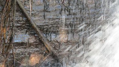 Thousands of small fish defy gravity to climb Congo waterfall Thousands of small fish defy gravity to climb Congo waterfall