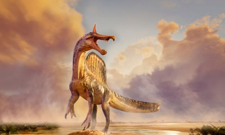 Fossils of a new species of huge dinosaur Spinosaurus unearthed in Niger Fossils of a new species of huge dinosaur Spinosaurus unearthed in Niger