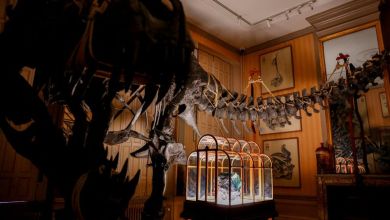 Dinosaur collagen used to create one-of-a-kind handbag Dinosaur collagen used to create one-of-a-kind handbag