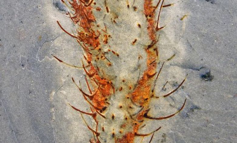 Chinese fossils show marine animals thriving half a billion years ago Chinese fossils show marine animals thriving half a billion years ago