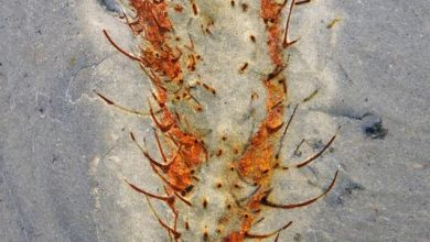 Chinese fossils show marine animals thriving half a billion years ago Chinese fossils show marine animals thriving half a billion years ago