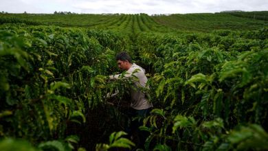 Robusta crop in Brazil’s Espirito Santo state expected to dip, Cooabriel says Robusta crop in Brazil’s Espirito Santo state expected to dip, Cooabriel says