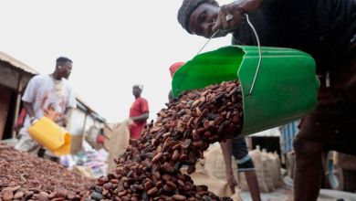 Ivory Coast unsold cocoa stocks set to soar if price standoff persists Ivory Coast unsold cocoa stocks set to soar if price standoff persists