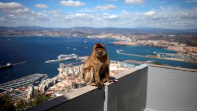 Gibraltar’s monkeys find a clever way to avoid a junk food bellyache Gibraltar’s monkeys find a clever way to avoid a junk food bellyache