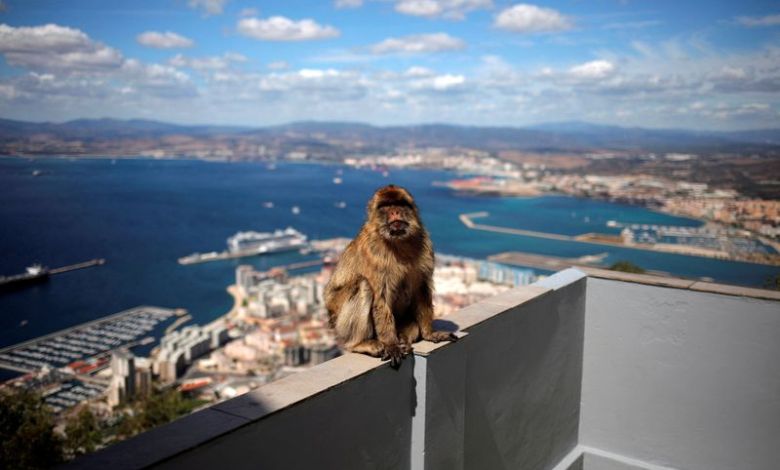 Gibraltar’s monkeys find a clever way to avoid a junk food bellyache Gibraltar’s monkeys find a clever way to avoid a junk food bellyache