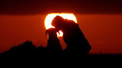 Genetic study identifies earliest-known dog, dating to 15,800 years ago Genetic study identifies earliest-known dog, dating to 15,800 years ago