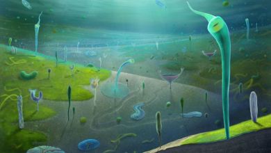 Chinese fossils reveal a primordial burst of animal evolution Chinese fossils reveal a primordial burst of animal evolution