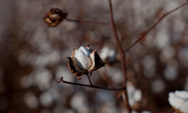 Scientists unravel the history of cotton domestication Scientists unravel the history of cotton domestication