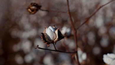 Scientists unravel the history of cotton domestication Scientists unravel the history of cotton domestication