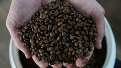 Brazil’s producers of canephora coffees, including robusta, expand into new territory Brazil’s producers of canephora coffees, including robusta, expand into new territory