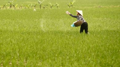 China tightens border inspections for fertilizer exports, sources say China tightens border inspections for fertilizer exports, sources say