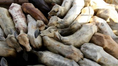 Brazil’s beef exports could drop 10% in 2026 due to Chinese tariffs, says lobby ABIEC Brazil’s beef exports could drop 10% in 2026 due to Chinese tariffs, says lobby ABIEC