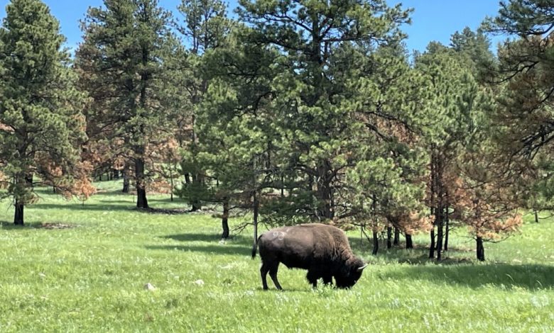 Woman killed by bison in South Dakota’s Custer State Park, weeks after another visitor was injured Woman killed by bison in South Dakota’s Custer State Park, weeks after another visitor was injured