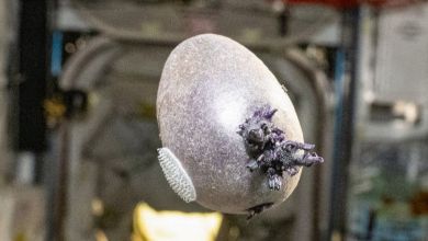Meet ‘Spudnik,’ the space potato Meet ‘Spudnik,’ the space potato