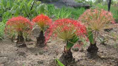 Arrow tips found in South Africa are the oldest evidence of poison use in hunting Arrow tips found in South Africa are the oldest evidence of poison use in hunting