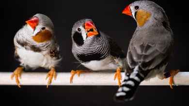 You probably agree with the animals on which bird calls, frog noises and cricket chirps are most attractive – new research You probably agree with the animals on which bird calls, frog noises and cricket chirps are most attractive – new research