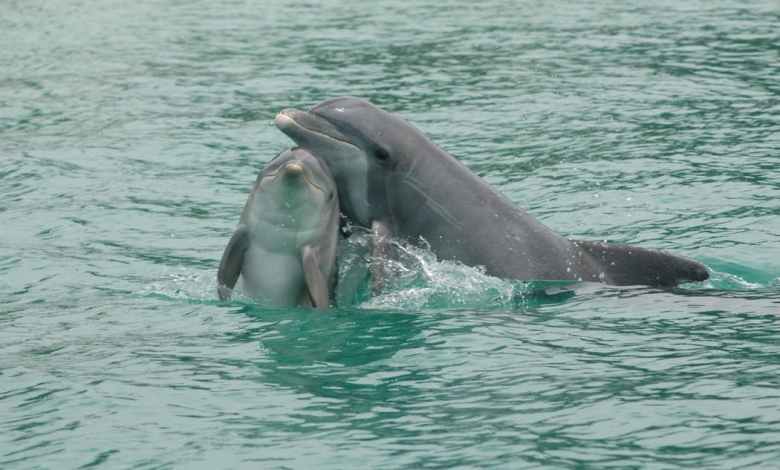 How dolphins communicate – new discoveries from a long-term study in Sarasota, Florida How dolphins communicate – new discoveries from a long-term study in Sarasota, Florida