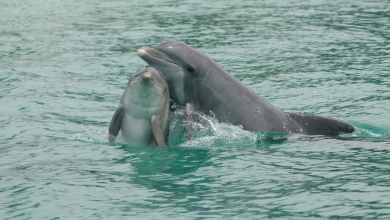 How dolphins communicate – new discoveries from a long-term study in Sarasota, Florida How dolphins communicate – new discoveries from a long-term study in Sarasota, Florida