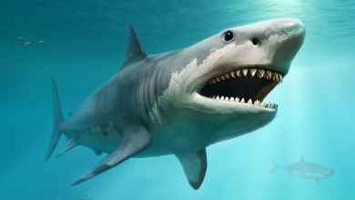 Millions of years ago, the megalodon ruled the oceans – why did it disappear? Millions of years ago, the megalodon ruled the oceans – why did it disappear?