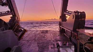 In the ocean, some help fuel the food web – a new study shows how In the ocean, some help fuel the food web – a new study shows how