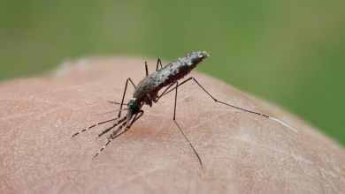 Mosquitoes carrying malaria are evolving more quickly than insecticides can kill them – researchers pinpoint how Mosquitoes carrying malaria are evolving more quickly than insecticides can kill them – researchers pinpoint how