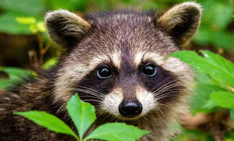 Raccoons break into liquor stores, scale skyscrapers and pick locks – studying their clever brains can clarify human intelligence, too Raccoons break into liquor stores, scale skyscrapers and pick locks – studying their clever brains can clarify human intelligence, too