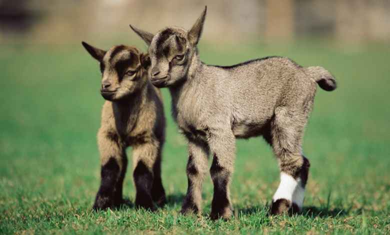Can animals give birth to twins? Can animals give birth to twins?