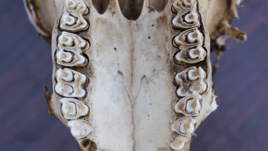 Ancient teeth reveal clues to the environment humans’ early ancestors evolved in millions of years ago Ancient teeth reveal clues to the environment humans’ early ancestors evolved in millions of years ago