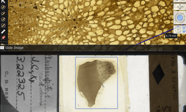 Galaxies of life are collecting dust in museums – digitizing microscope slides can uncover billions of fossils for natural history Galaxies of life are collecting dust in museums – digitizing microscope slides can uncover billions of fossils for natural history