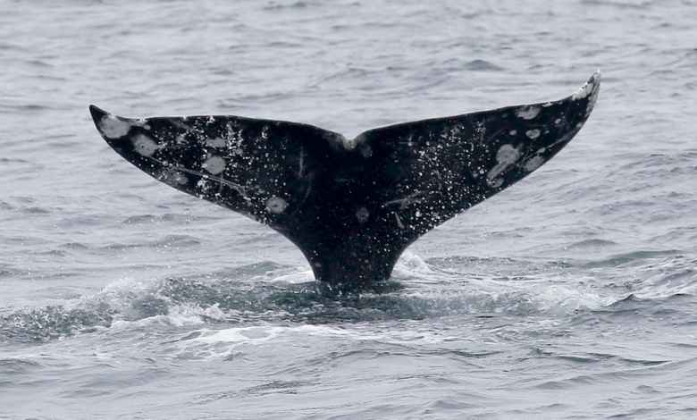 Gray whales are dying in San Francisco Bay at an alarming rate – this isn’t normal Gray whales are dying in San Francisco Bay at an alarming rate – this isn’t normal