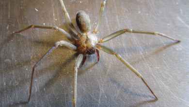 How does spider venom damage human cells? Researchers uncover the killer mechanism of recluse spider toxin How does spider venom damage human cells? Researchers uncover the killer mechanism of recluse spider toxin