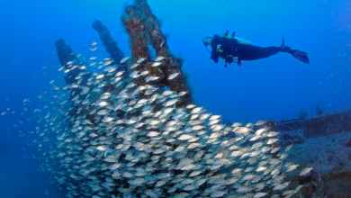 Shipwrecks teem with underwater life, from microbes to sharks Shipwrecks teem with underwater life, from microbes to sharks