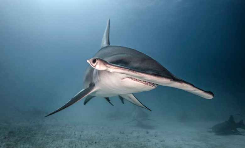Why do hammerhead sharks have hammer-shaped heads? Why do hammerhead sharks have hammer-shaped heads?