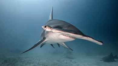 Why do hammerhead sharks have hammer-shaped heads? Why do hammerhead sharks have hammer-shaped heads?