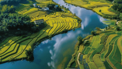 Rice feeds billions of people – but its role in fueling climate change is growing Rice feeds billions of people – but its role in fueling climate change is growing