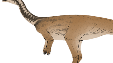 New dinosaur species found in China bridges key gap in evolution of colossal plant-eaters New dinosaur species found in China bridges key gap in evolution of colossal plant-eaters