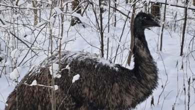 Forestry officials find lost emu in the woods of Poland Forestry officials find lost emu in the woods of Poland