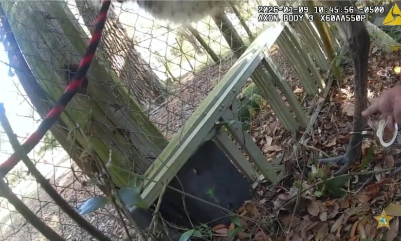 Florida deputy lassos, handcuffs runaway emu Florida deputy lassos, handcuffs runaway emu