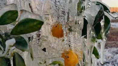 Icy displays appear all over Central Florida overnight Icy displays appear all over Central Florida overnight