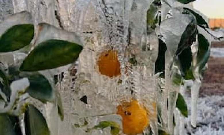 Icy displays appear all over Central Florida overnight Icy displays appear all over Central Florida overnight