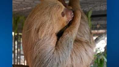 Second sloth at Central Florida Zoo dies after Sloth World rescue Second sloth at Central Florida Zoo dies after Sloth World rescue